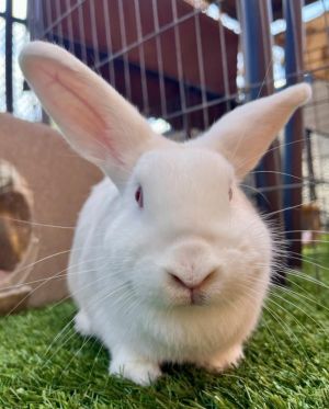 Hera is a young bun of mythic beauty and sweetness She has a super soft with an impressive ear span