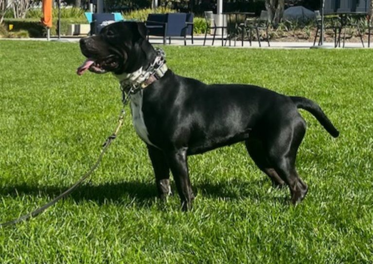 Opal, an adoptable Pit Bull Terrier in Thousand Oaks, CA, 91360 | Photo Image 2