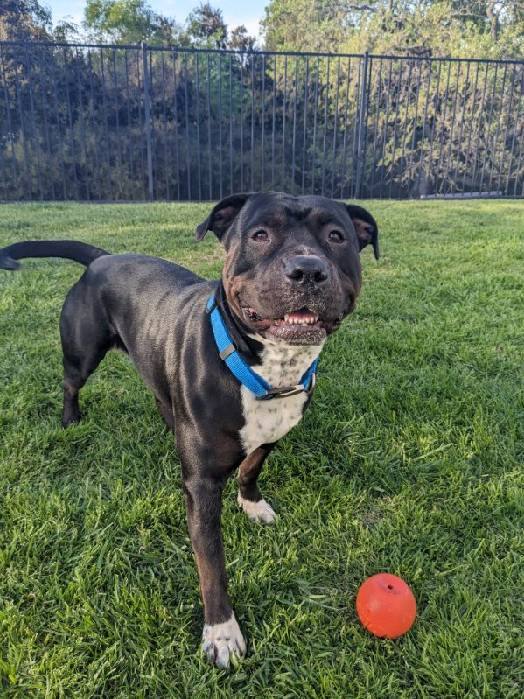 Opal, an adoptable Pit Bull Terrier in Thousand Oaks, CA, 91360 | Photo Image 3