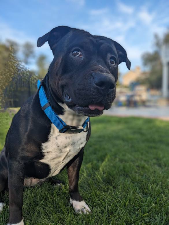 Opal, an adoptable Pit Bull Terrier in Thousand Oaks, CA, 91360 | Photo Image 4
