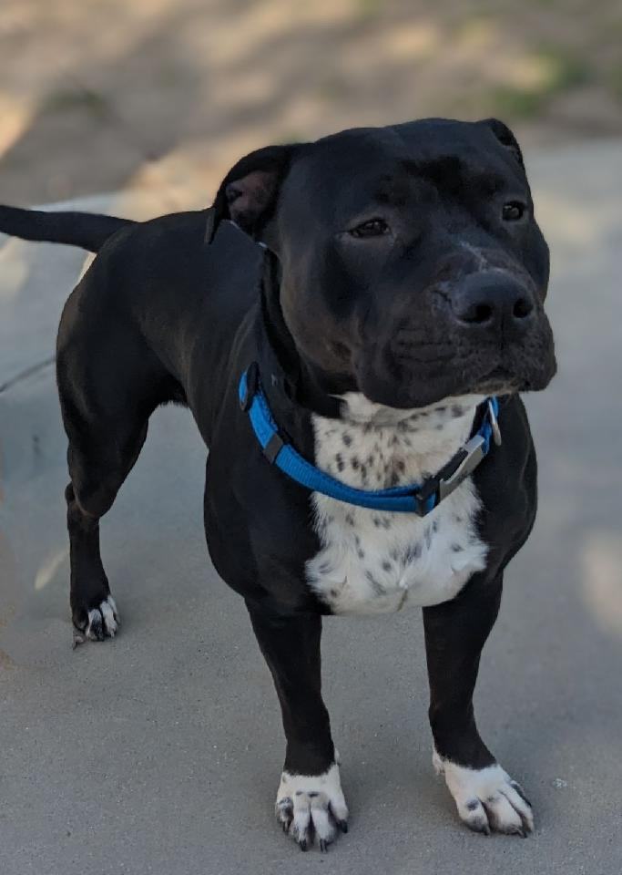 Opal, an adoptable Pit Bull Terrier in Thousand Oaks, CA, 91360 | Photo Image 1