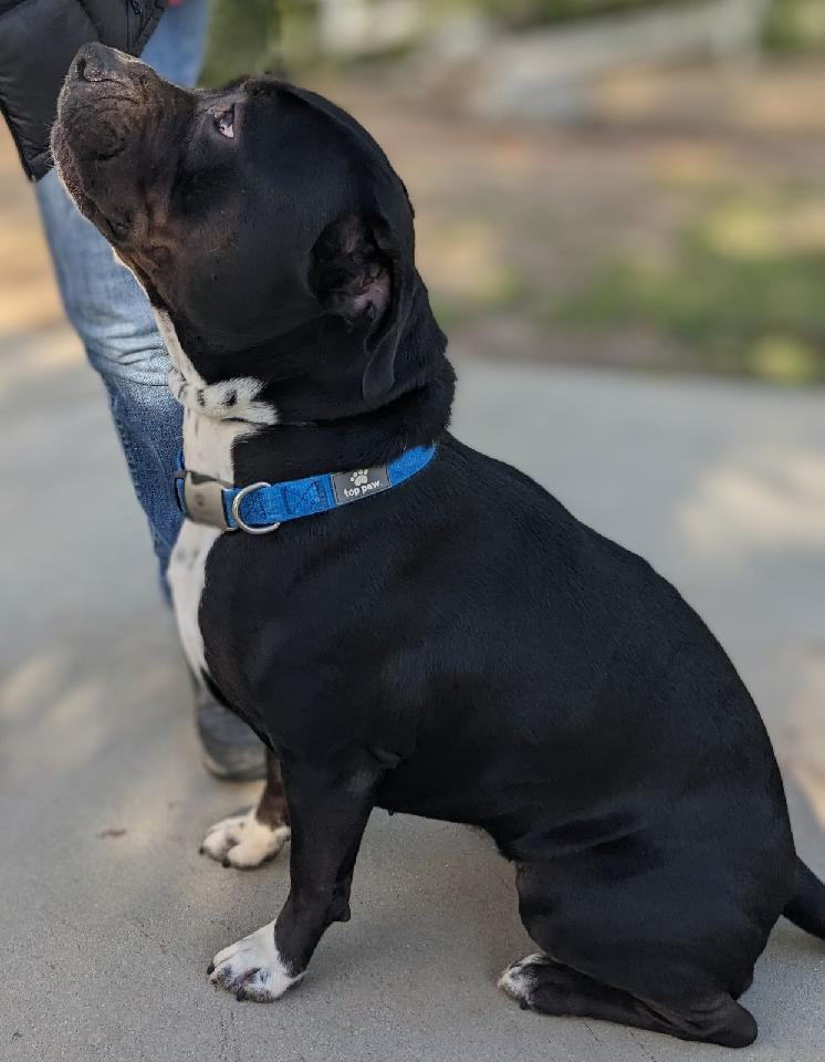 Opal, an adoptable Pit Bull Terrier in Thousand Oaks, CA, 91360 | Photo Image 5