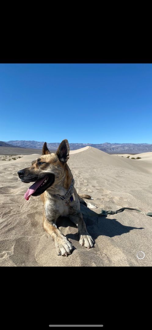 Josie, an adoptable German Shepherd Dog, Husky in Thousand Oaks, CA, 91360 | Photo Image 3