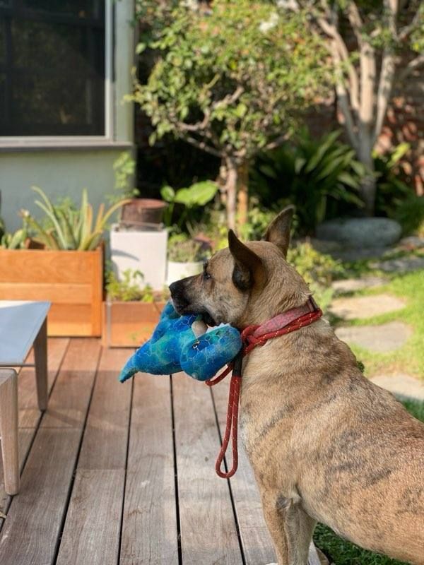 Josie, an adoptable German Shepherd Dog, Husky in Thousand Oaks, CA, 91360 | Photo Image 4