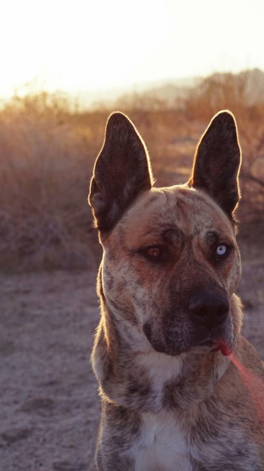 Josie, an adoptable German Shepherd Dog, Husky in Thousand Oaks, CA, 91360 | Photo Image 6