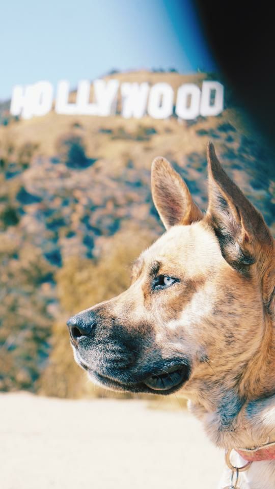 Josie, an adoptable German Shepherd Dog, Husky in Thousand Oaks, CA, 91360 | Photo Image 1
