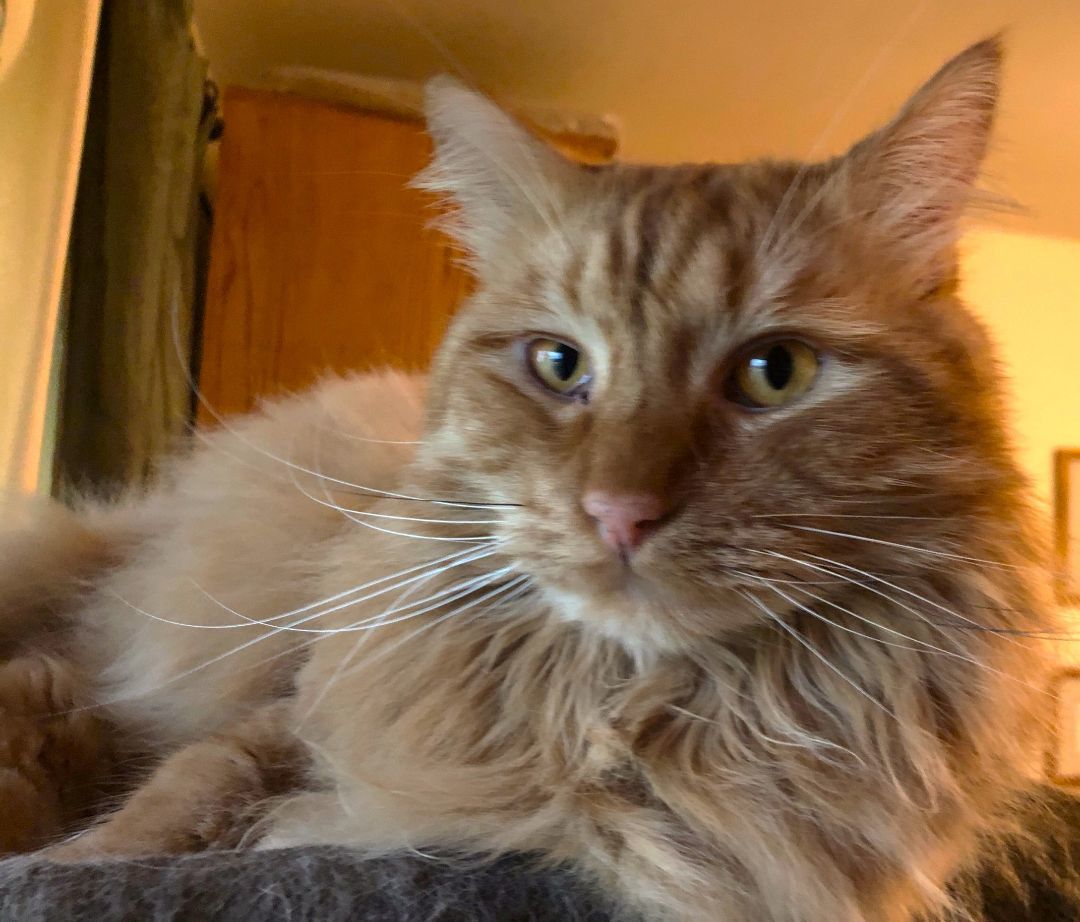 Wetzel, an adoptable Domestic Long Hair, Tabby in Springfield, OR, 97475 | Photo Image 4