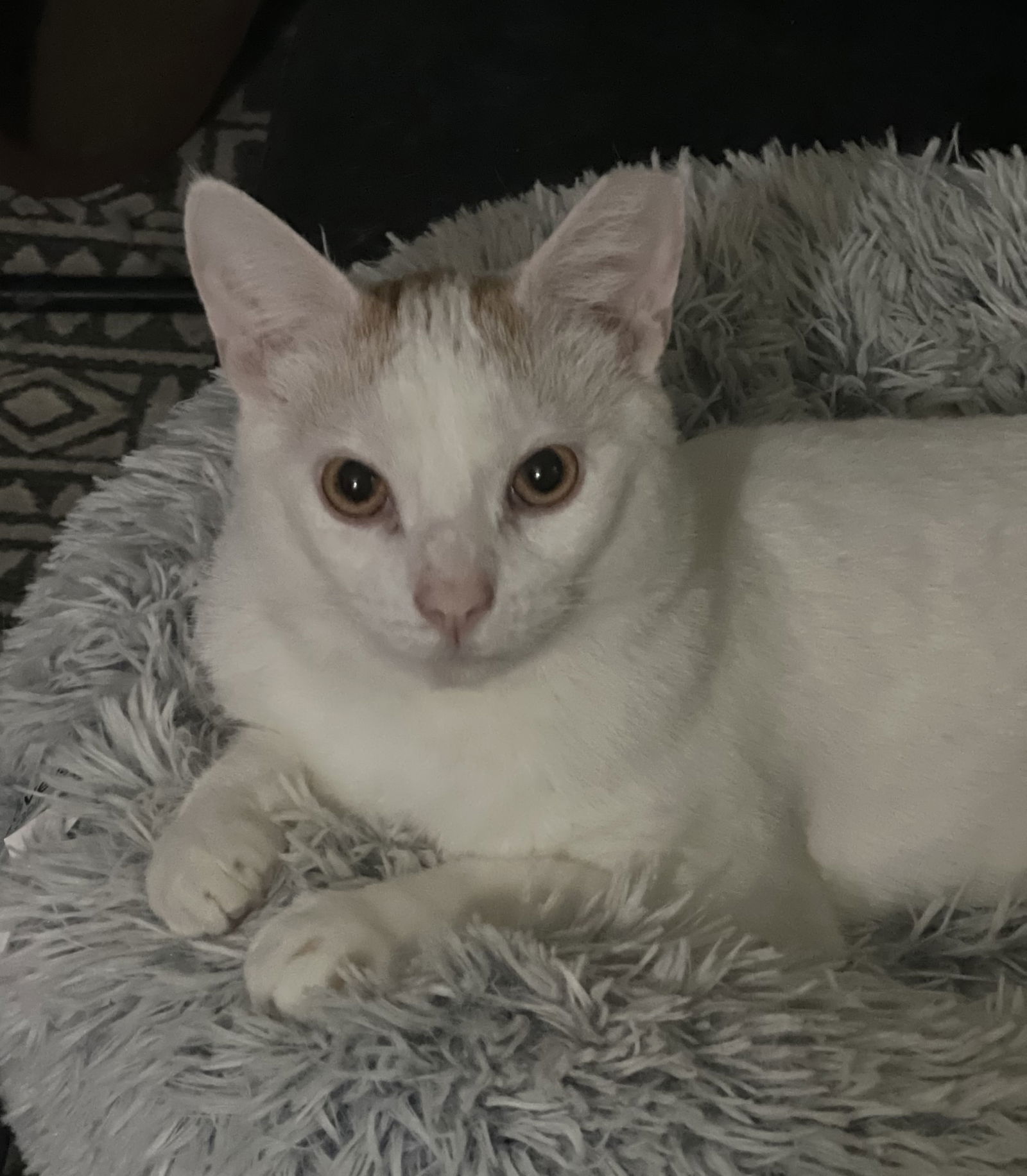 Chong, an adoptable Domestic Short Hair in St. Cloud, MN, 56301 | Photo Image 3