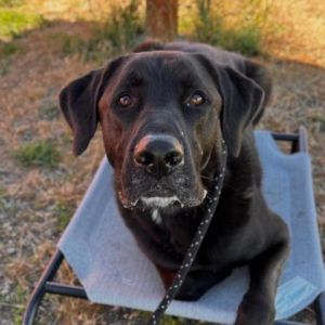 Oakley Black Labrador Retriever Dog