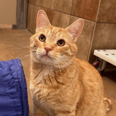 Bellamy, an adoptable Domestic Short Hair in Spokane, WA, 99217 | Photo Image 1