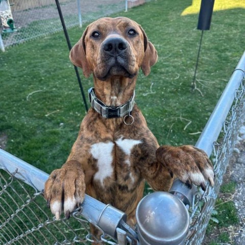 Texas, an adoptable Coonhound, Mixed Breed in Spanish Fork, UT, 84660 | Photo Image 3