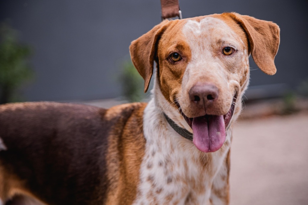 Rocco, an adoptable Pointer in Anacortes, WA, 98221 | Photo Image 7