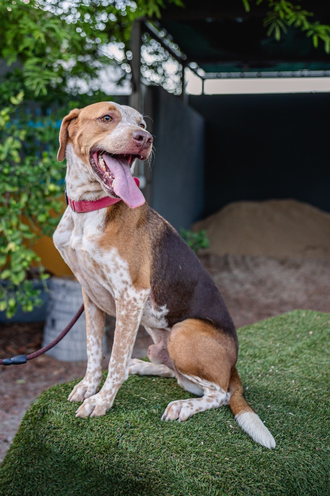 Rocco, an adoptable Pointer, Cattle Dog in Anacortes, WA, 98221 | Photo Image 7