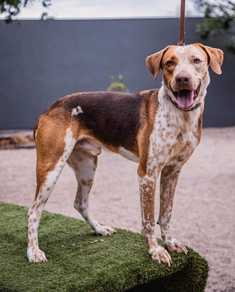 Rocco, an adoptable Pointer, Cattle Dog in Anacortes, WA, 98221 | Photo Image 8