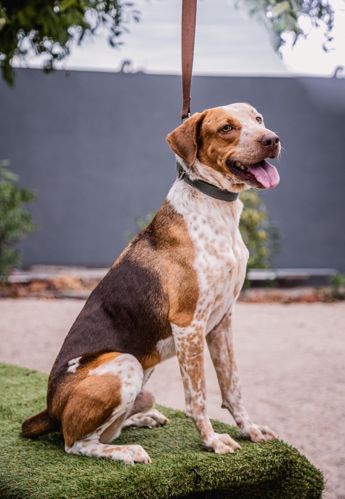 Rocco, an adoptable Pointer in Anacortes, WA, 98221 | Photo Image 9