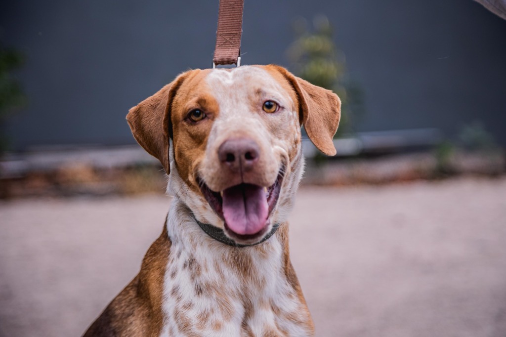 Rocco, an adoptable Pointer, Cattle Dog in Anacortes, WA, 98221 | Photo Image 9