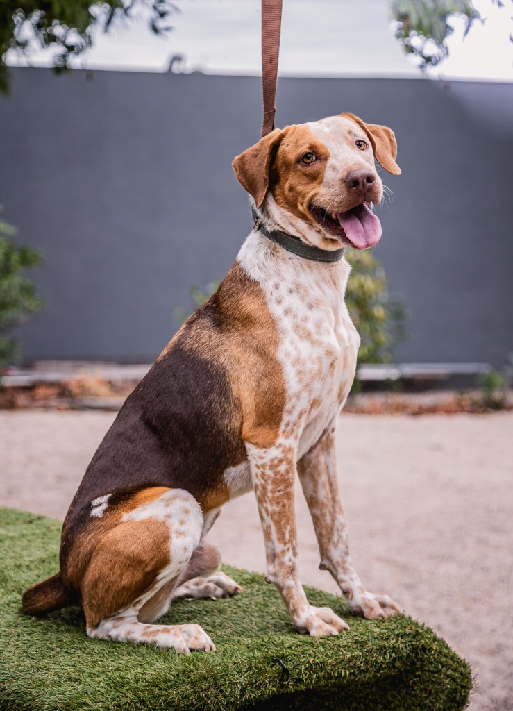 Rocco, an adoptable Pointer in Anacortes, WA, 98221 | Photo Image 10