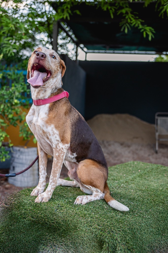 Rocco, an adoptable Pointer, Cattle Dog in Anacortes, WA, 98221 | Photo Image 10