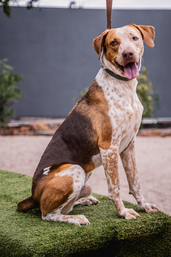 Rocco, an adoptable Pointer in Anacortes, WA, 98221 | Photo Image 11