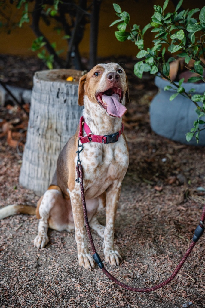 Rocco, an adoptable Pointer, Cattle Dog in Anacortes, WA, 98221 | Photo Image 11