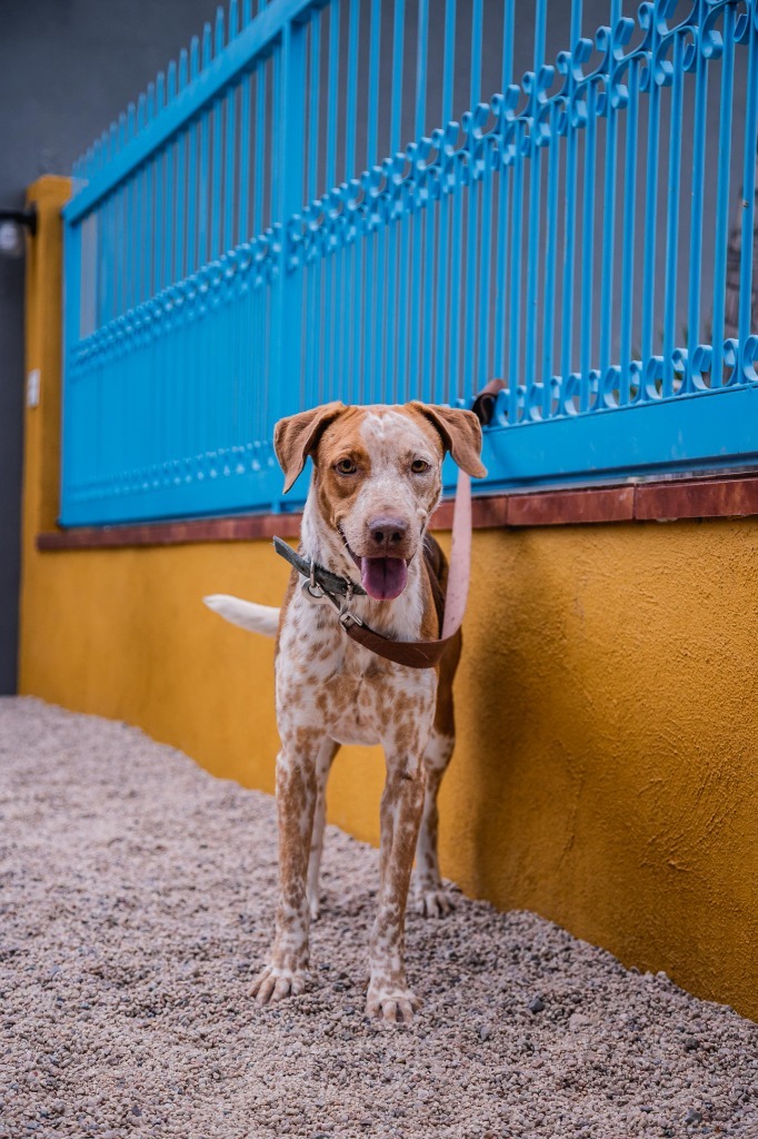 Rocco, an adoptable Pointer in Anacortes, WA, 98221 | Photo Image 12