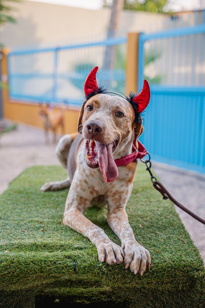 Rocco, an adoptable Pointer, Cattle Dog in Anacortes, WA, 98221 | Photo Image 12