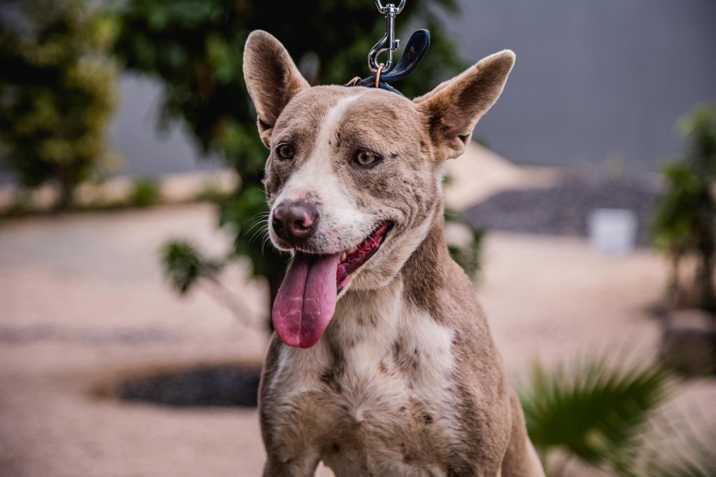 Zeke, an adoptable Australian Cattle Dog / Blue Heeler, American Staffordshire Terrier in Anacortes, WA, 98221 | Photo Image 7