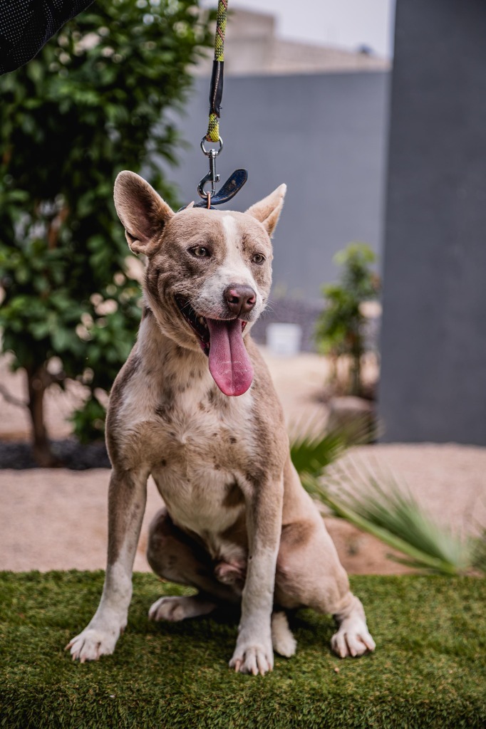 Zeke, an adoptable Australian Cattle Dog / Blue Heeler, American Staffordshire Terrier in Anacortes, WA, 98221 | Photo Image 8