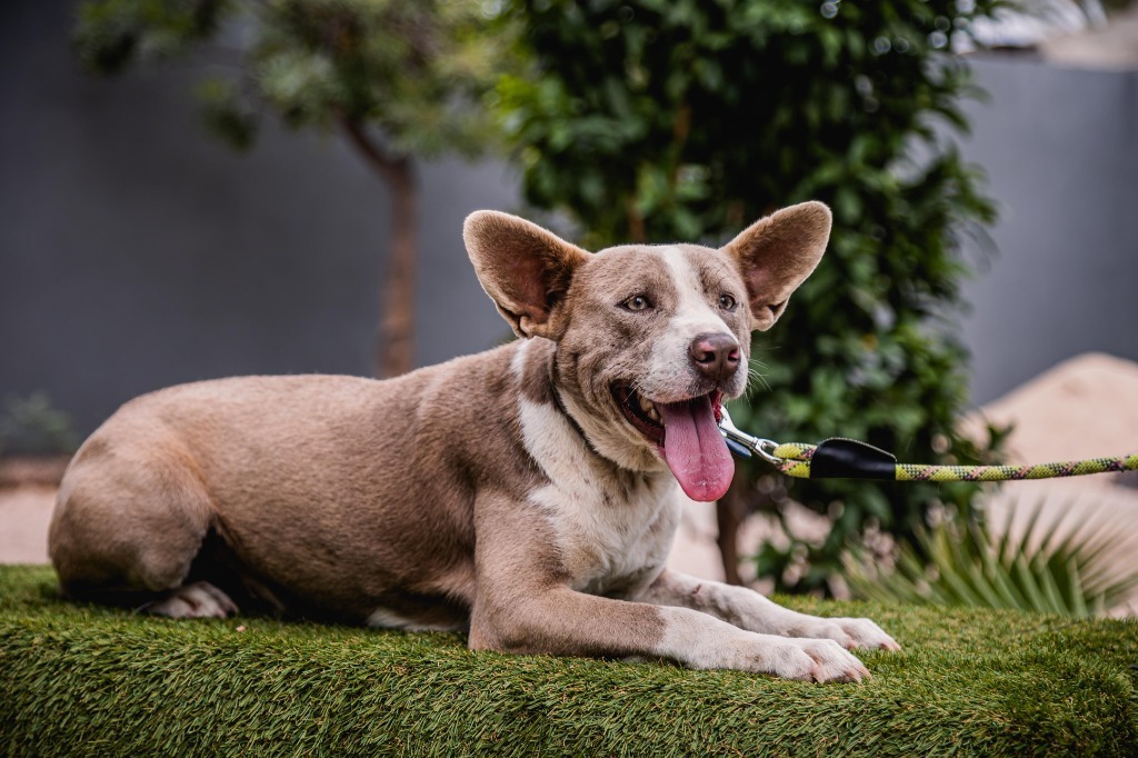 Zeke, an adoptable Australian Cattle Dog / Blue Heeler, American Staffordshire Terrier in Anacortes, WA, 98221 | Photo Image 9