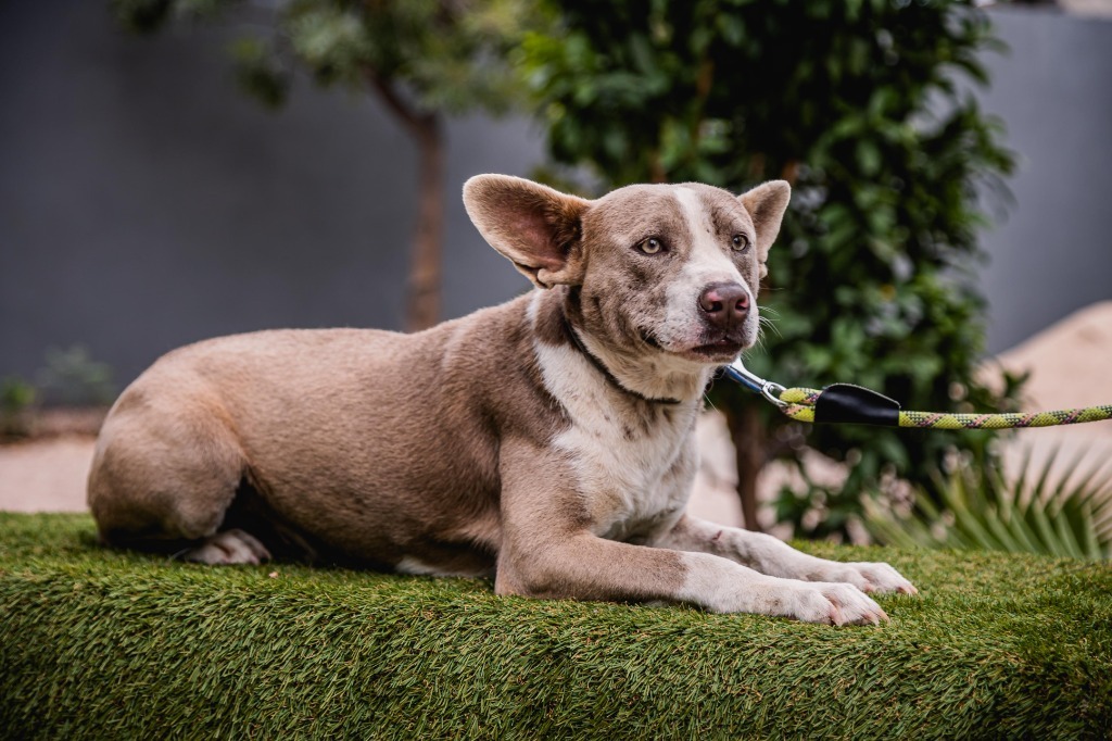 Zeke, an adoptable Australian Cattle Dog / Blue Heeler, American Staffordshire Terrier in Anacortes, WA, 98221 | Photo Image 10