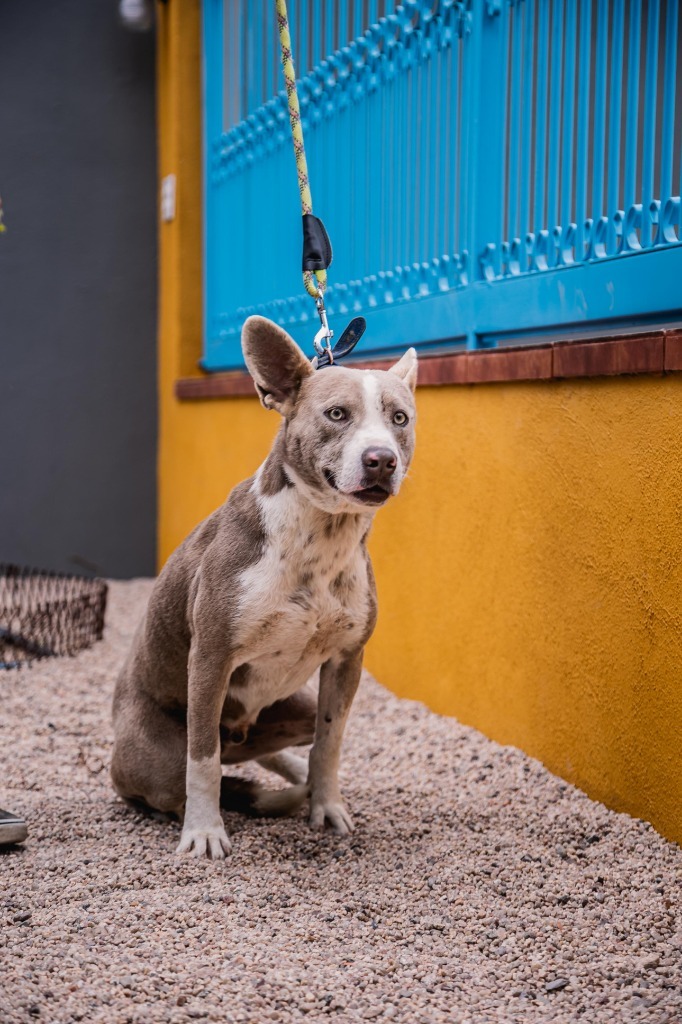 Zeke, an adoptable Australian Cattle Dog / Blue Heeler, American Staffordshire Terrier in Anacortes, WA, 98221 | Photo Image 11