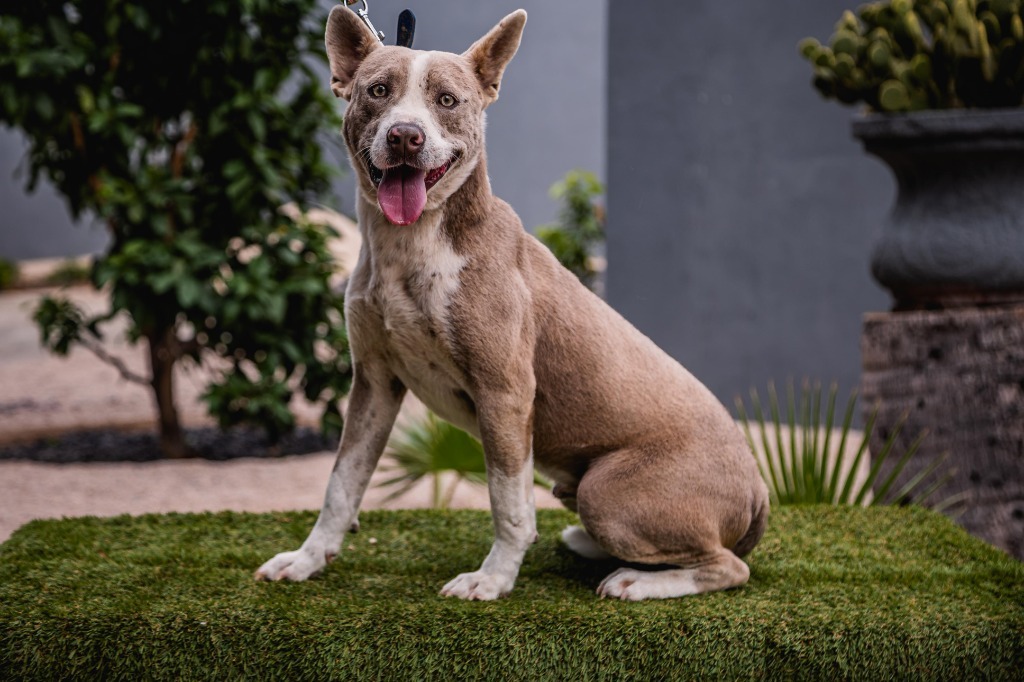 Zeke, an adoptable Australian Cattle Dog / Blue Heeler, American Staffordshire Terrier in Anacortes, WA, 98221 | Photo Image 12