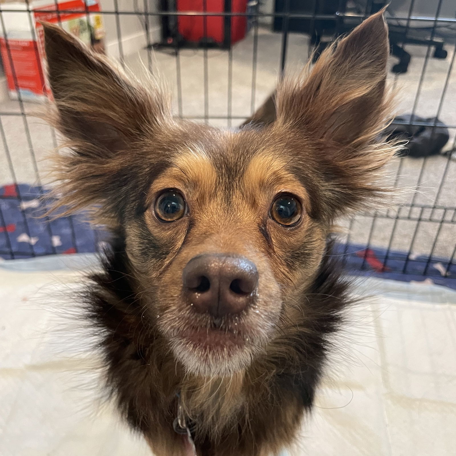 Cayenne, an adoptable Australian Shepherd in Fargo, ND, 58103 | Photo Image 1