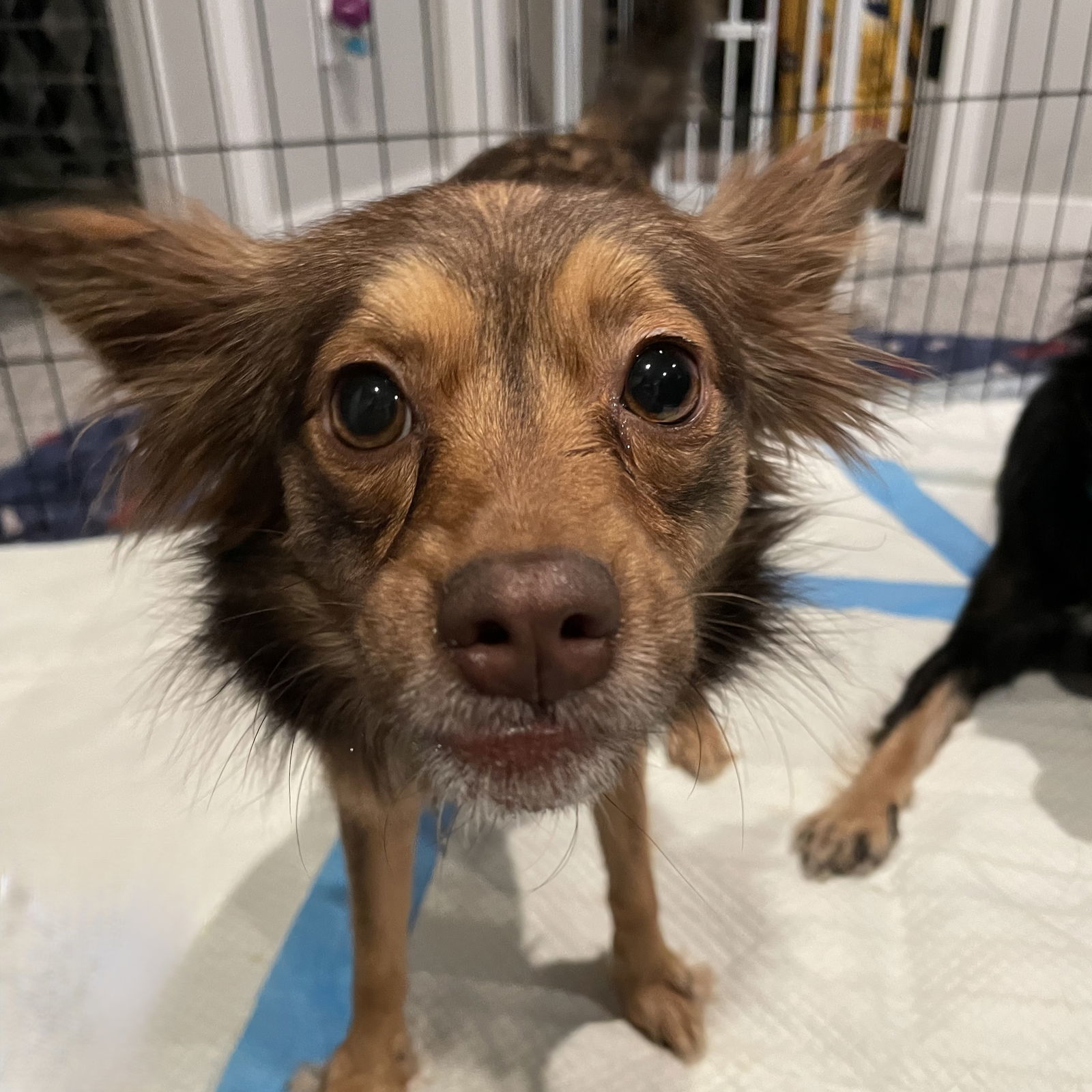 Cayenne, an adoptable Australian Shepherd in Fargo, ND, 58103 | Photo Image 2