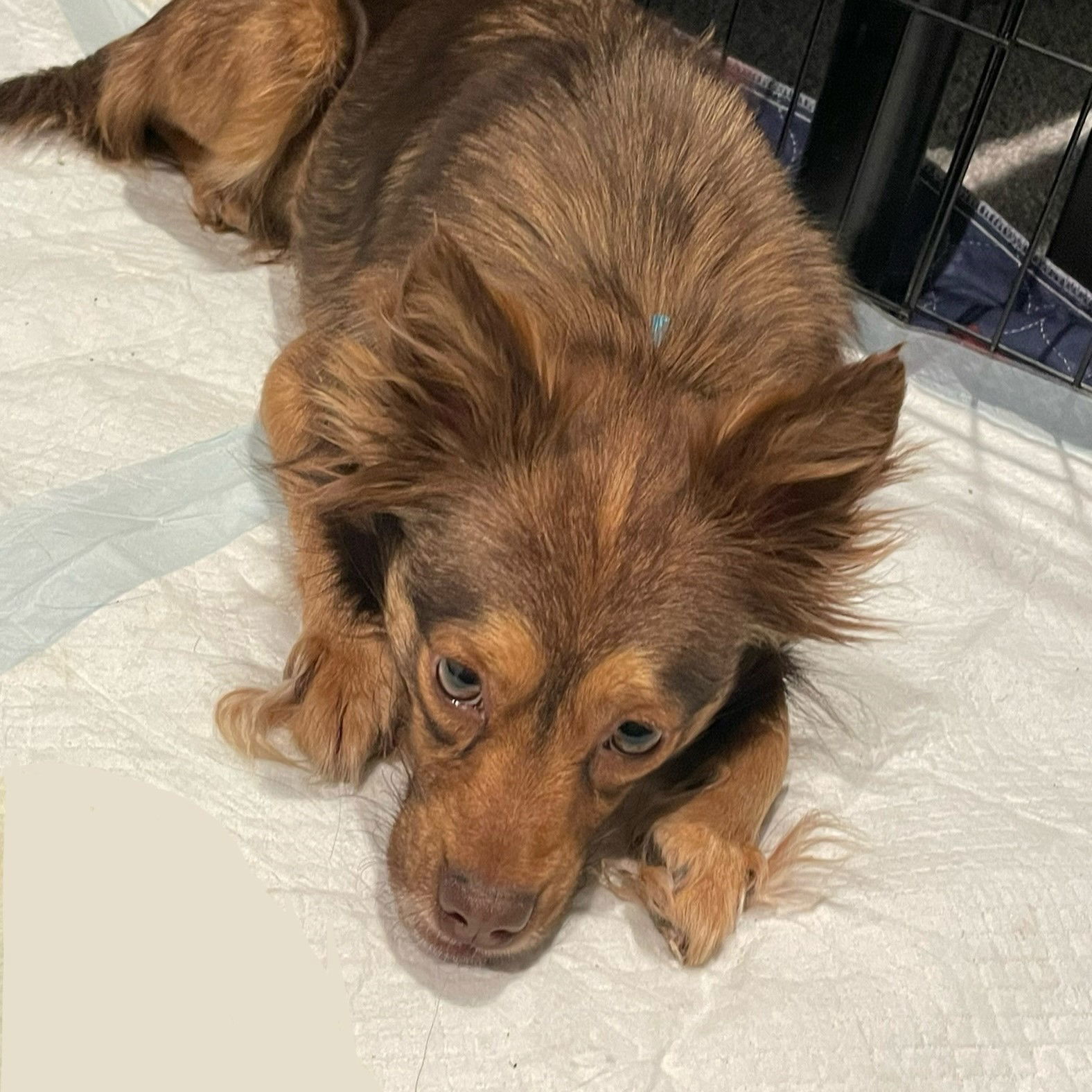 Cayenne, an adoptable Australian Shepherd in Fargo, ND, 58103 | Photo Image 3