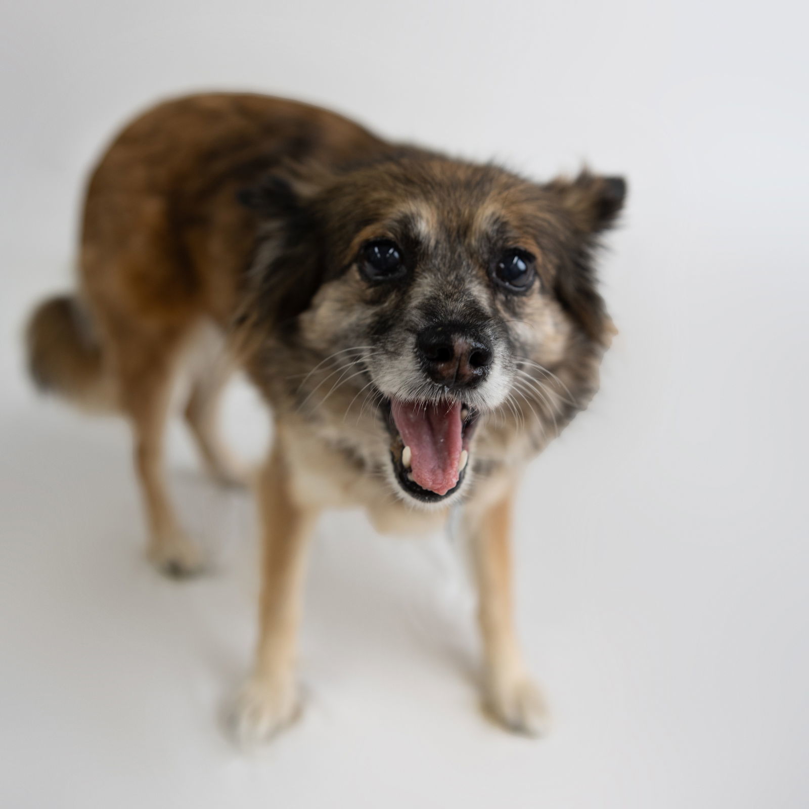 Miranda, an adoptable Australian Shepherd in Fargo, ND, 58103 | Photo Image 1