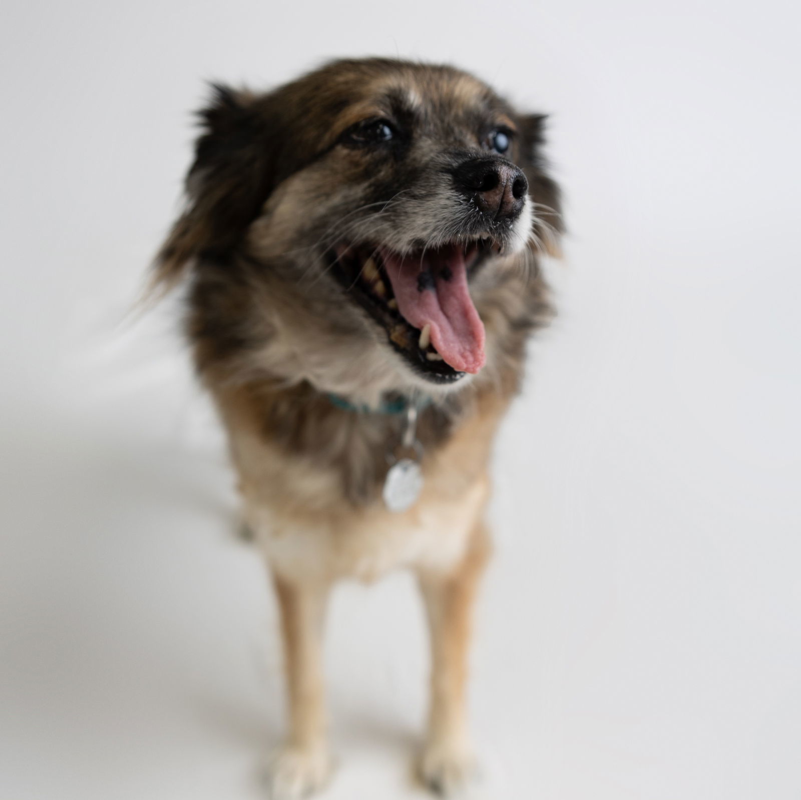 Miranda, an adoptable Australian Shepherd in Fargo, ND, 58103 | Photo Image 2