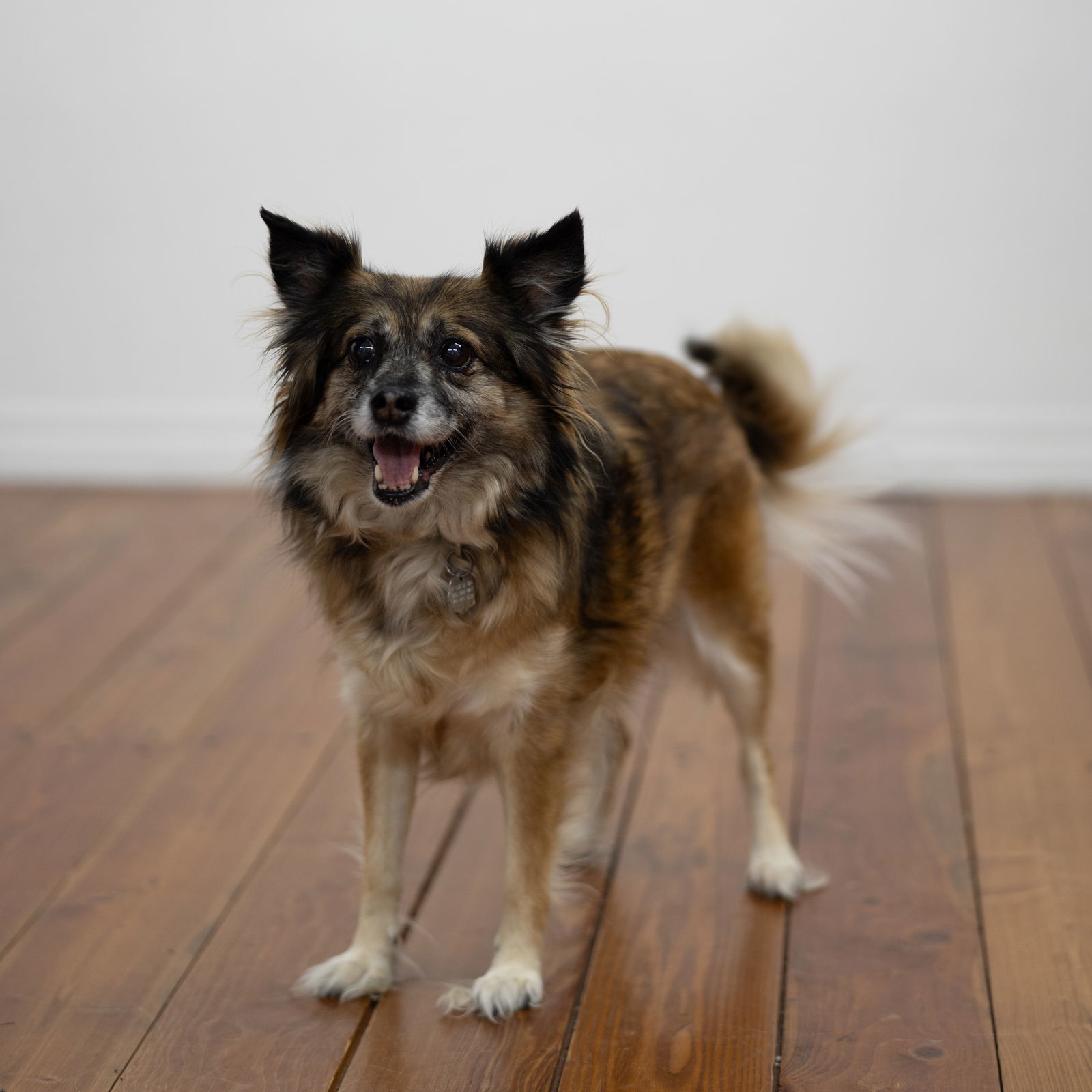 Miranda, an adoptable Australian Shepherd in Fargo, ND, 58103 | Photo Image 2