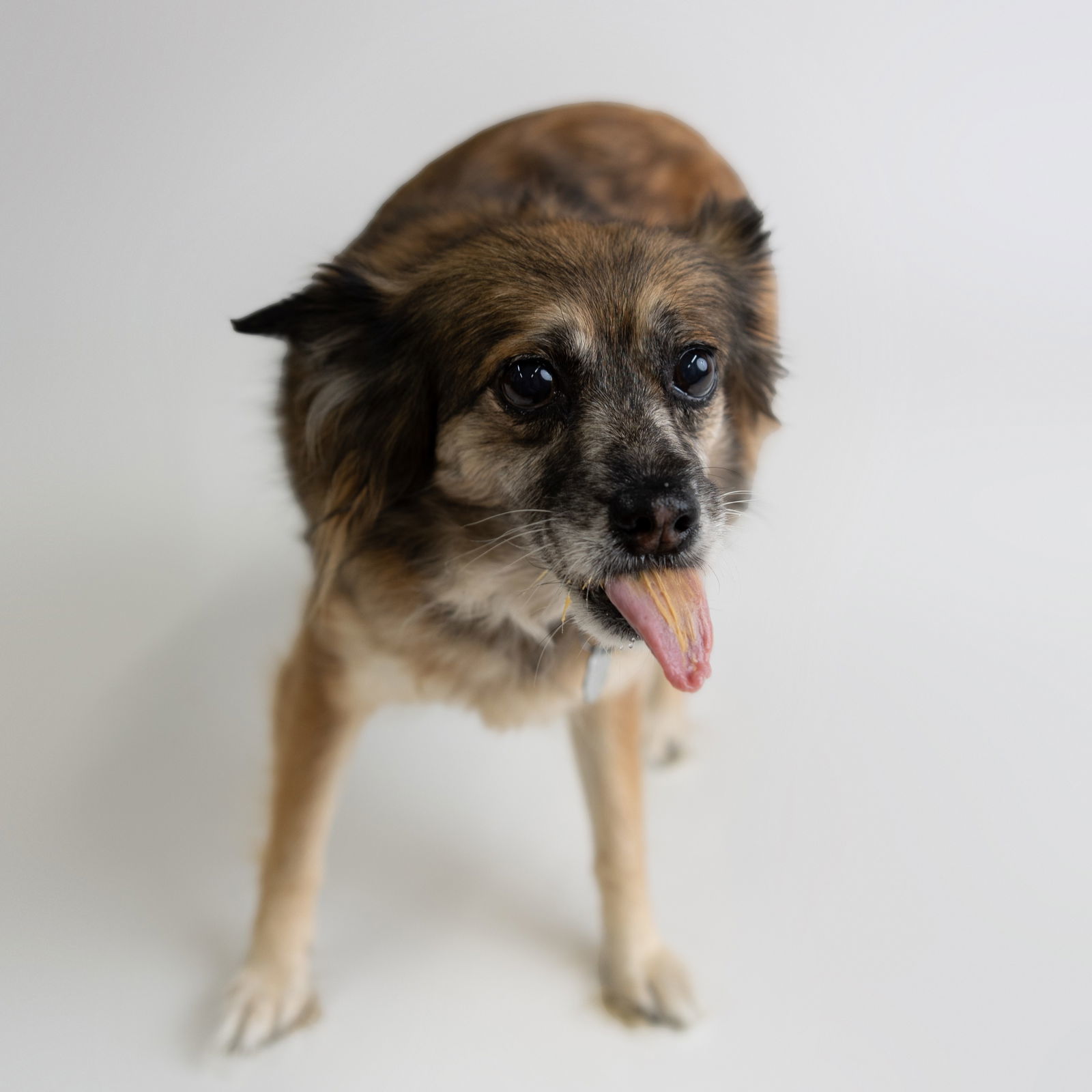 Miranda, an adoptable Australian Shepherd in Fargo, ND, 58103 | Photo Image 3