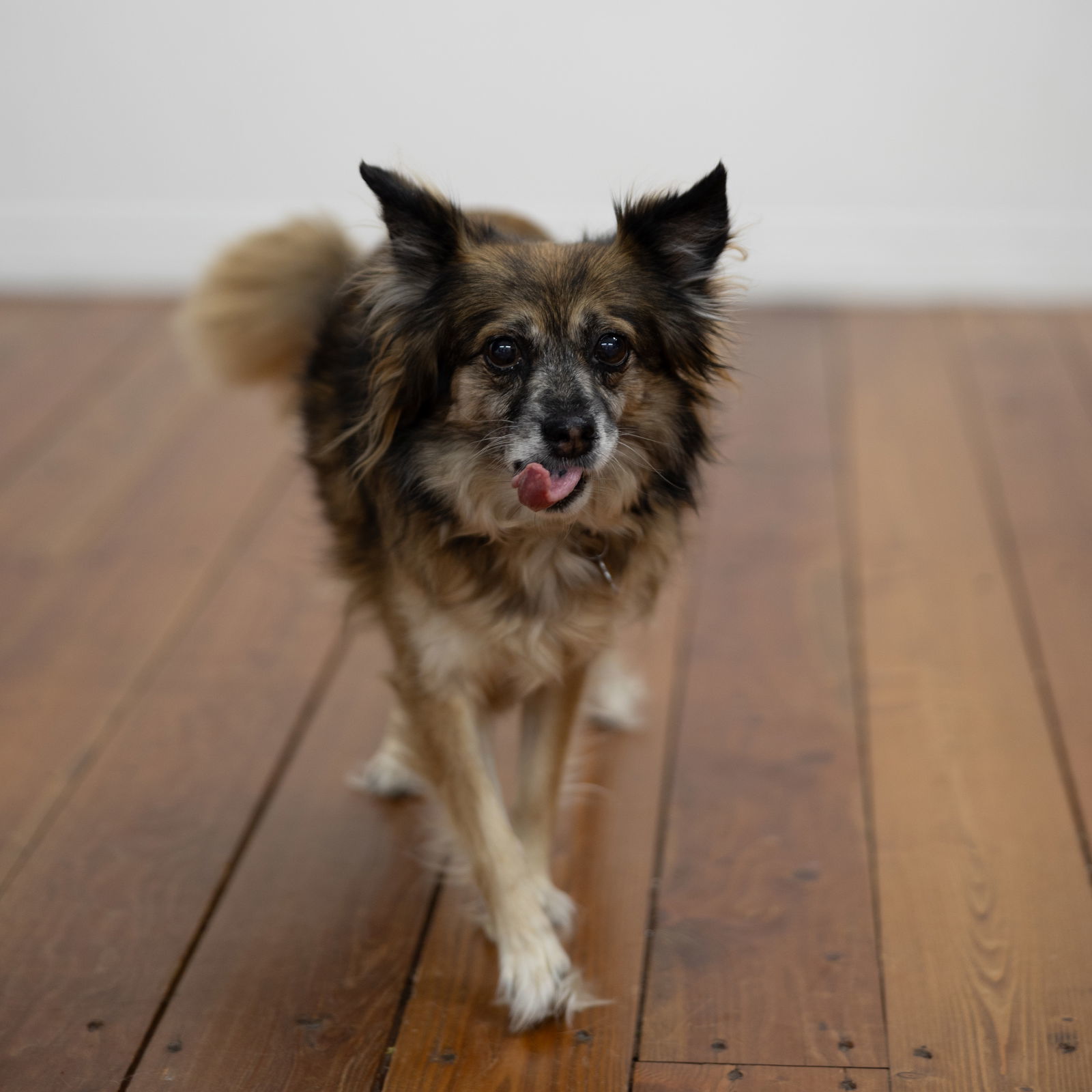 Miranda, an adoptable Australian Shepherd in Fargo, ND, 58103 | Photo Image 3