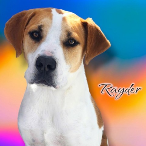 Rayder - PAWS
