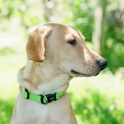 Pickle Pete, an adoptable Yellow Labrador Retriever, Mixed Breed in Duart, ON, N0L 1H0 | Photo Image 2