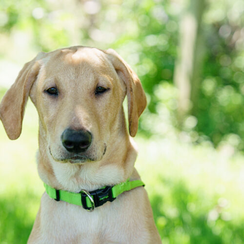 Pickle Pete, an adoptable Yellow Labrador Retriever, Mixed Breed in Duart, ON, N0L 1H0 | Photo Image 3