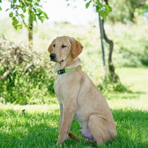 Pickle Pete, an adoptable Yellow Labrador Retriever, Mixed Breed in Duart, ON, N0L 1H0 | Photo Image 4