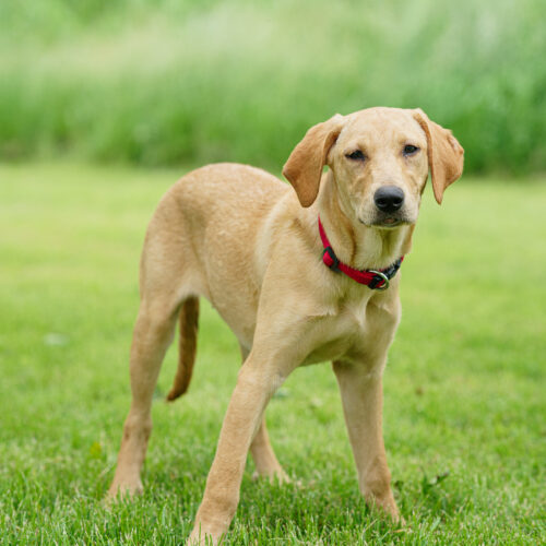 Nacho Nelly, an adoptable Yellow Labrador Retriever, Mixed Breed in Duart, ON, N0L 1H0 | Photo Image 2