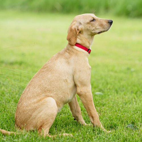 Nacho Nelly, an adoptable Yellow Labrador Retriever, Mixed Breed in Duart, ON, N0L 1H0 | Photo Image 3
