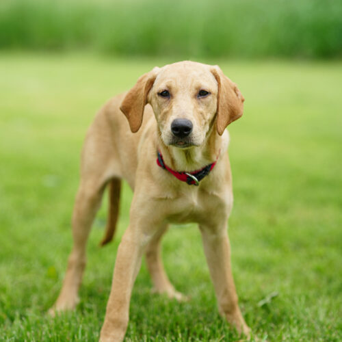 Nacho Nelly, an adoptable Yellow Labrador Retriever, Mixed Breed in Duart, ON, N0L 1H0 | Photo Image 4