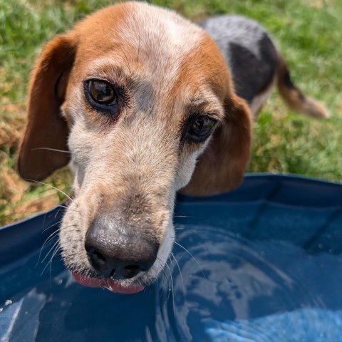 Carol, an adoptable Beagle in Nowata, OK, 74048 | Photo Image 3