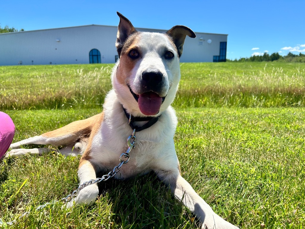 Gusto, an adoptable Cattle Dog, Mixed Breed in Ashland, WI, 54806 | Photo Image 1