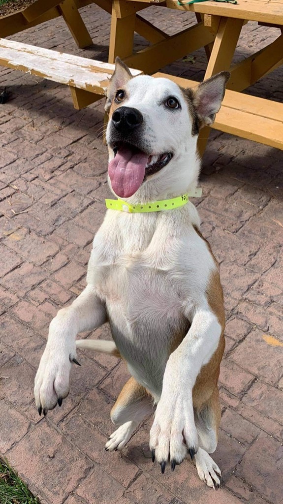 Gusto, an adoptable Cattle Dog, Mixed Breed in Ashland, WI, 54806 | Photo Image 2